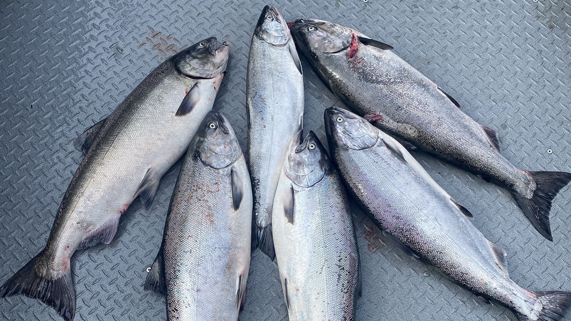 fall salmon fishingasblm