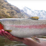 hells canyon steelhead and trout fishinga6bkx