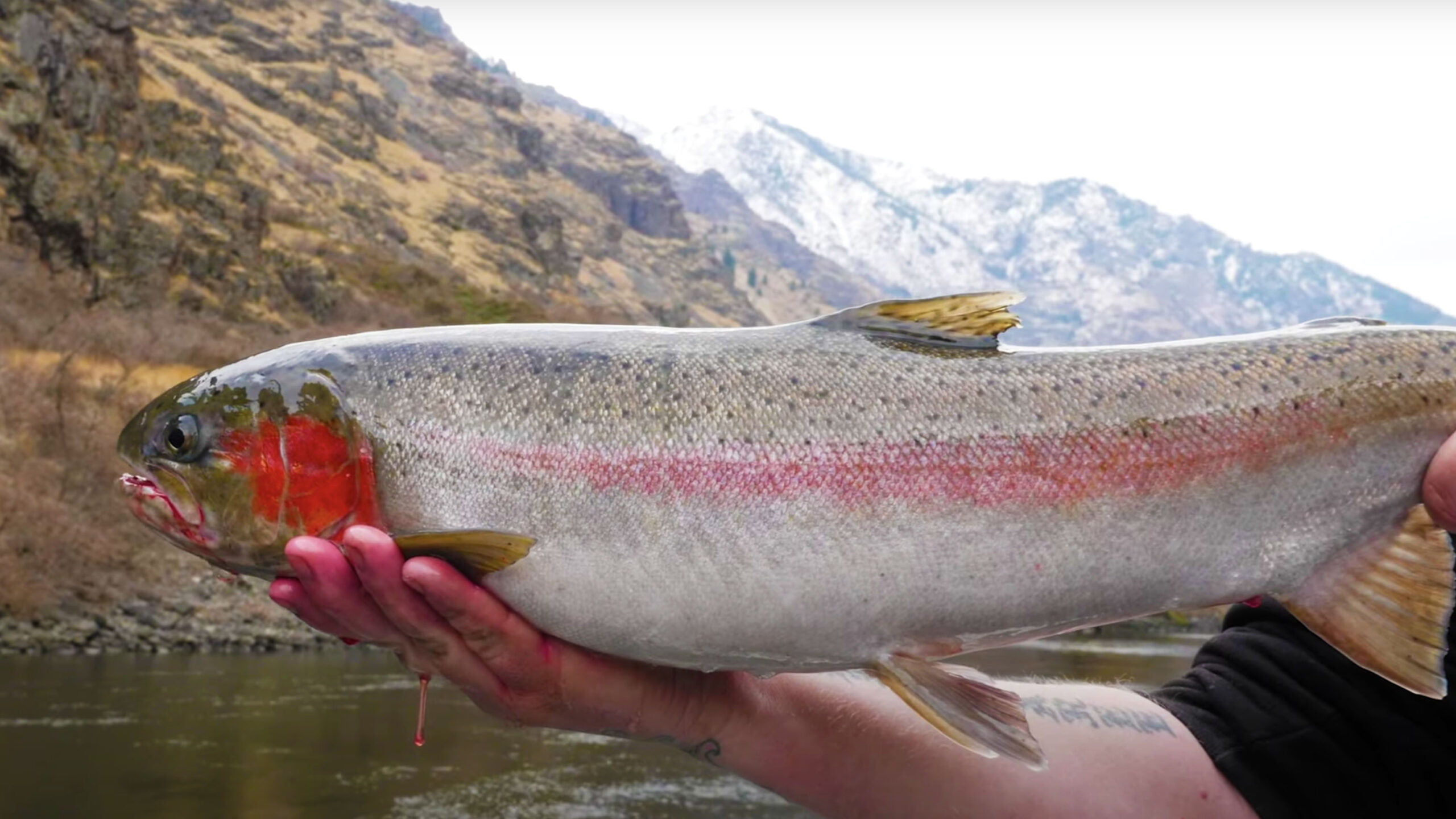 hells canyon steelhead and trout fishinga6bkx scaled