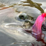 summer steelhead fishing oregon9gcei