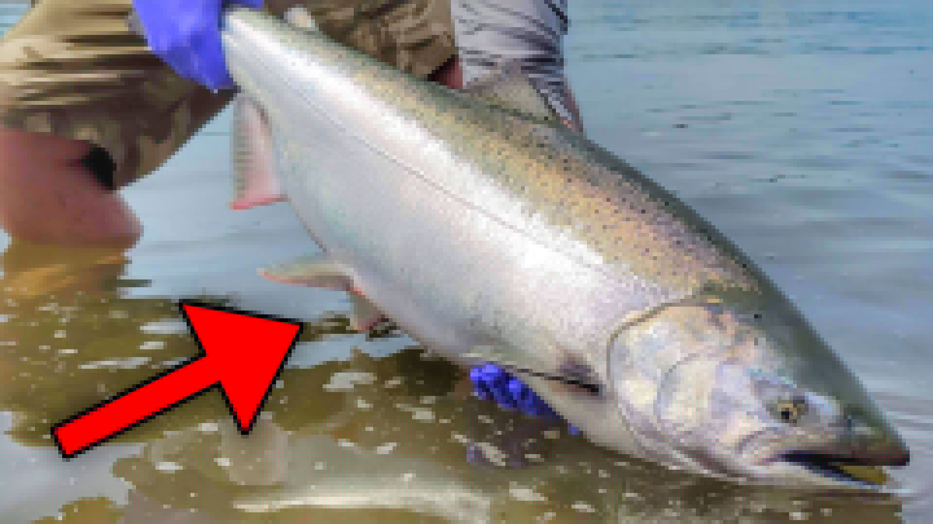 plunking for summer chinook steelhead and sockeyebp7n3