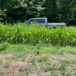 visual screen green cover seed TN