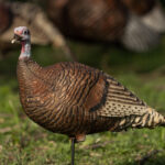 Guide to Turkey Decoys