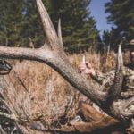 Elk 6 2