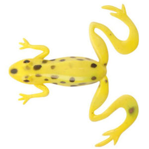 Toads / Frogs