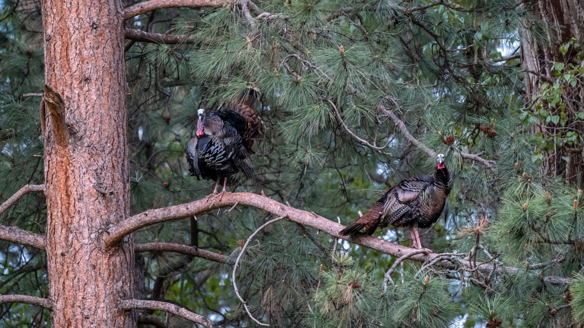 turkeys on roost scaled e1714666591731