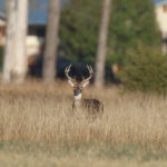 Urban Hunt Buck Arkansas Game and Fish