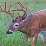 First Arkansas Velvet Buck Hunt is Big Success for Bowhunters