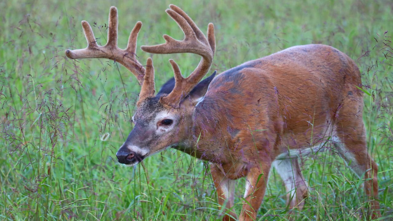 First Arkansas Velvet Buck Hunt is Big Success for Bowhunters