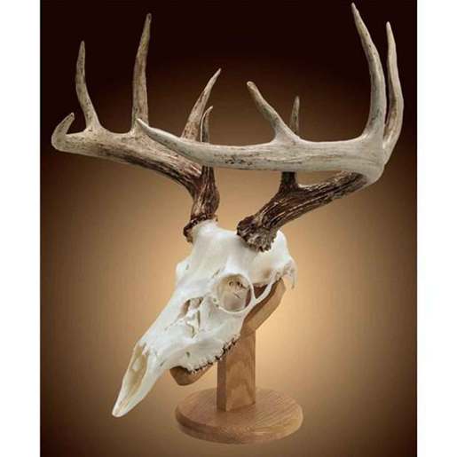 Walnut Hollow Solid Oak Skull Mount Kit - Oak - Oak