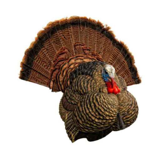 Avian-X LCD Strutter Turkey Decoy