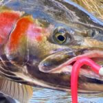 the search for trophy steelhead8cj7q 1200x628