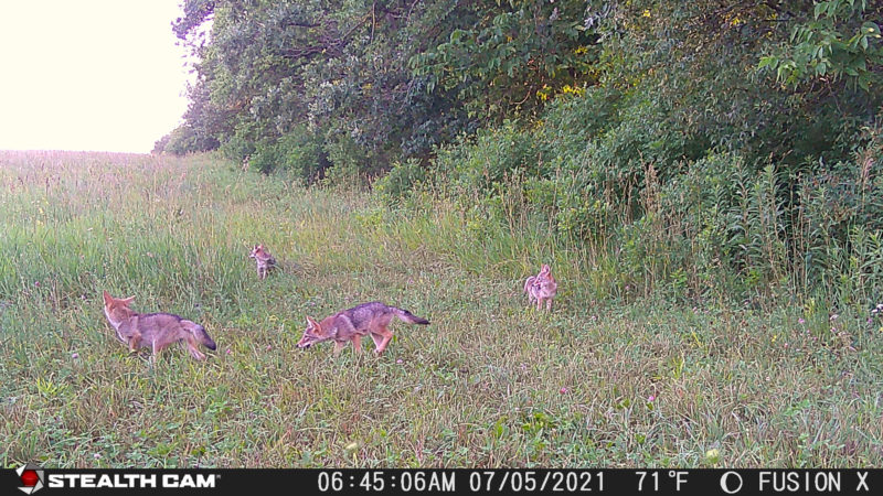 coyotes on Trail Camera
