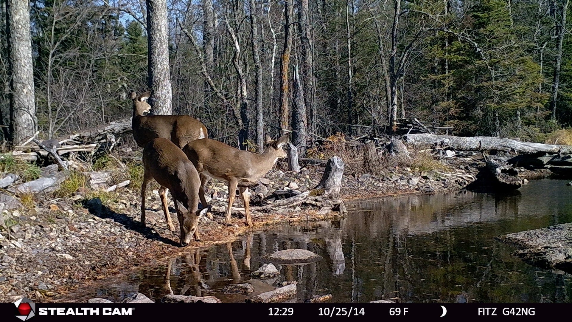 deer at water hole