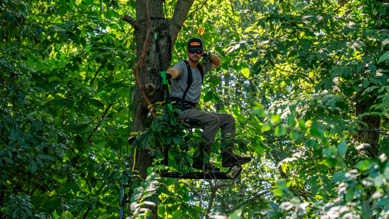 Summer Scouting And Stand Placement For Deer