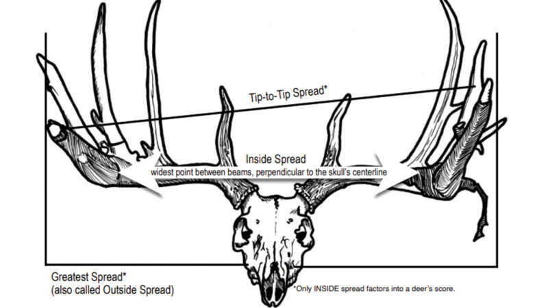 Buckmasters Scoring System: What Is It And Why Is It Gaining Popularity?